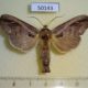 50143p-Notodontidae-Bardaxima-lucilinea-Costa-Rica-9