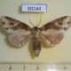 50144p-Notodontidae-Disphragis-tharis-f-Costa-Rica-10