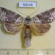 50145p-Notodontidae-Meragisa-siavina-Costa-Rica-9