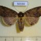 50150p-Notodontidae-sp.-f-Costa-Rica-8