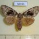 50151p-Notodontidae-Toulgoetigia-sennen-f-Costa-Rica-7