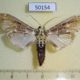 50154p-Crambidae-Megastes-phillips-Costa-Rica-10