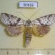50155p-Notodontidae-Meragisa-proxima-Costa-Rica-8