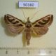 50160p-Notodontidae-Lepasta-grammodes-Costa-Rica-8