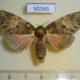 50165p-Notodontidae-Disphragis-meretricia-f-Costa-RIca-9
