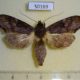 50169p-Notodontidae-Nystalea-squamosa-f-Costa-Rica-8