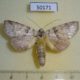 50171p-Notodontidae-Meragisa-politioides-Costa-Rica-7