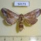 50173p Notodontiidae Disphragis hemicera Costa Rica $5