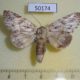 50174p-Notodontidae-Rifargia-demissa-Costa-Rica-6