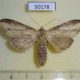 50178p-Notodontidae-sp.-f-Costa-Rica-8