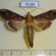 50180p-Notodontidae-Nystalea-parsoni-Costa-Rica-8