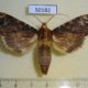 50182p-Notodontidae-Nystalea-parsoni-f-Costa-Rica-9