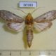 50183p-Notodontidae-Nystalea-nyseus-Costa-Rica-9
