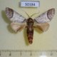 50184p-Notodontidae-Magava-forensis-Costa-Rica-8