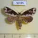 50185p-Notodontidae-Disphragis-aemula-Costa-Rica-9