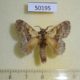 50195p-Lasiocampidae-Euglyphis-egra-Costa-Rica-12