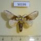 50199p-Notodontidae-Disphragis-manethusa-Costa-Rica-7