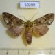 50200p-Notodontidae-Hardingia-chiriquensis-f-Costa-Rica-8
