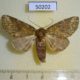 50202p-Notodontidae-Disphragis-bochica-f-Costa-Rica-7