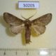 50205p-Notodontidae-Disphragis-bochica-Costa-Rica-5