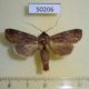 50206p-Notodontidae-Tachuda-albosigma-Costa-Rica-7