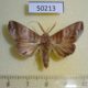 50213p-Notodontidae-Hemiceras-plusiata-Costa-Rica-7