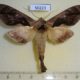 50223p-Notodontidae-Crinodes-ritsemae-Peru-8