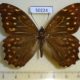 50224p-Satyridae-Neope-pulaha-Vietnam-8