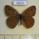 50232p-Satyridae-Ypthima-argus-Primorye-4