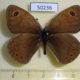 50236p-Satyridae-Boeberia-parmenio-Khakassia-rep.-5