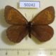 50242p-Satyridae-Erebia-disa-Taimyr-pen.-10