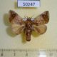 50247p-Limacodidae-Setora-fletcheri-Vietnam-6