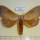 50253p-Notodontidae-Euhampsonia-serratifera-Vietnam-12
