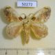 50272p-Lasiocampidae-Euglyphis-asapha-Costa-Rica-15