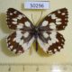 50296p-Satyridae-Melanargia-galathea-Krasnodar-reg.-4
