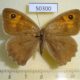 50300p-Satyridae-Maniola-jurtina-N.Novgorod-reg.-5