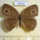 50302p-Satyridae-Mycalesis-intermedia-Thailand-5