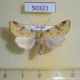 50321p-Noctuidae-Cirhia-icteritia-Primorye-5