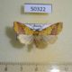 50322p-Noctuidae-Xanthia-togata-Primorye-5