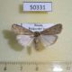 50331p-Noctuidae-Spodoptera-exigua-Primorye-7