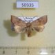 50335p-Noctuidae-Hyalobole-albimacula-Primorye-7