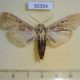 50354p-Crambidae-Megastes-phillips-Costa-Rica-10