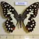 50356p-Papilionidae-Papilio-demoleus-Thailand-6