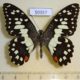 50357p-Papilionidae-Papilio-demoleus-Thailand-6