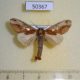 50367p-Notodontidae-Spatalia-celeia-violaceus-Vetnam-7