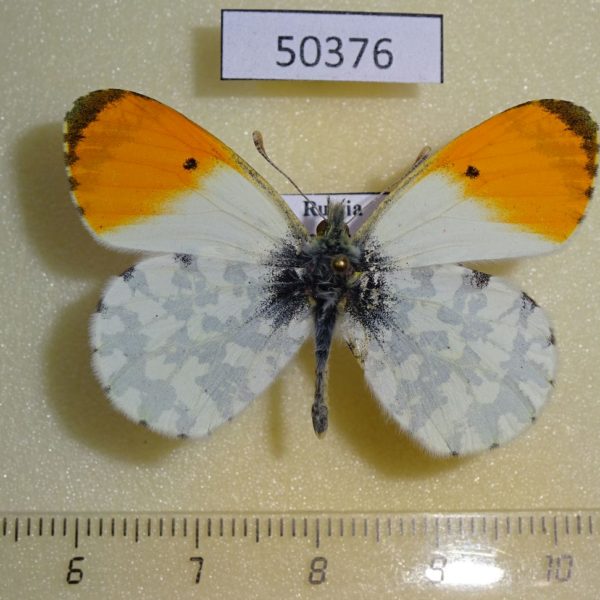 Pieridae Antocharis cardamines Krasnodar reg.