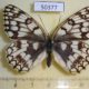 50377p-Satyridae-Melanargia-russia-f-Khakassia-rep.-9