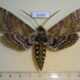50381p-Sphingidae-Manduca-johanny-Dominicana-120