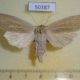50387p-Noctuidae-Rhizedra-lutosa-f-Primorye-6