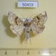 50419p-Noctuidae-Polychrysia-esmeralda-f-Primorye-8